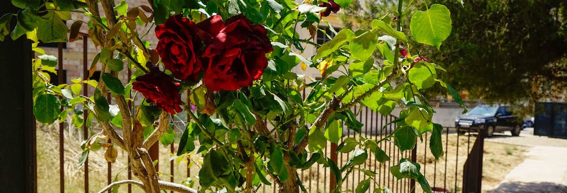 Villa Moli Detalles rosas rojas.jpg