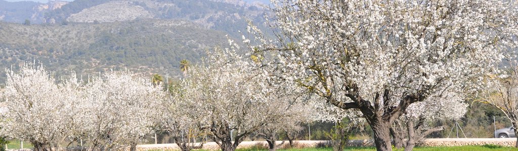 Almendros en flor