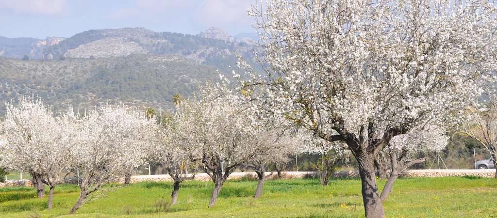 Almendros en flor