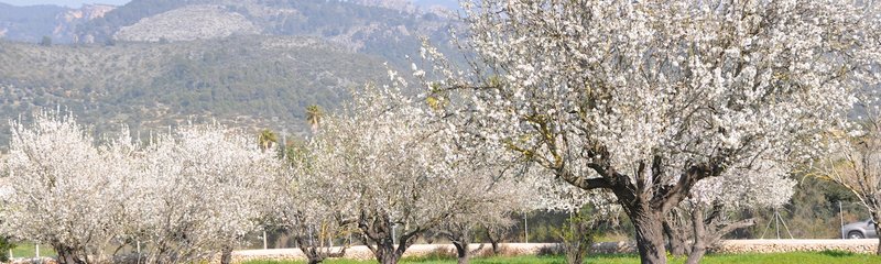 Almendros en flor